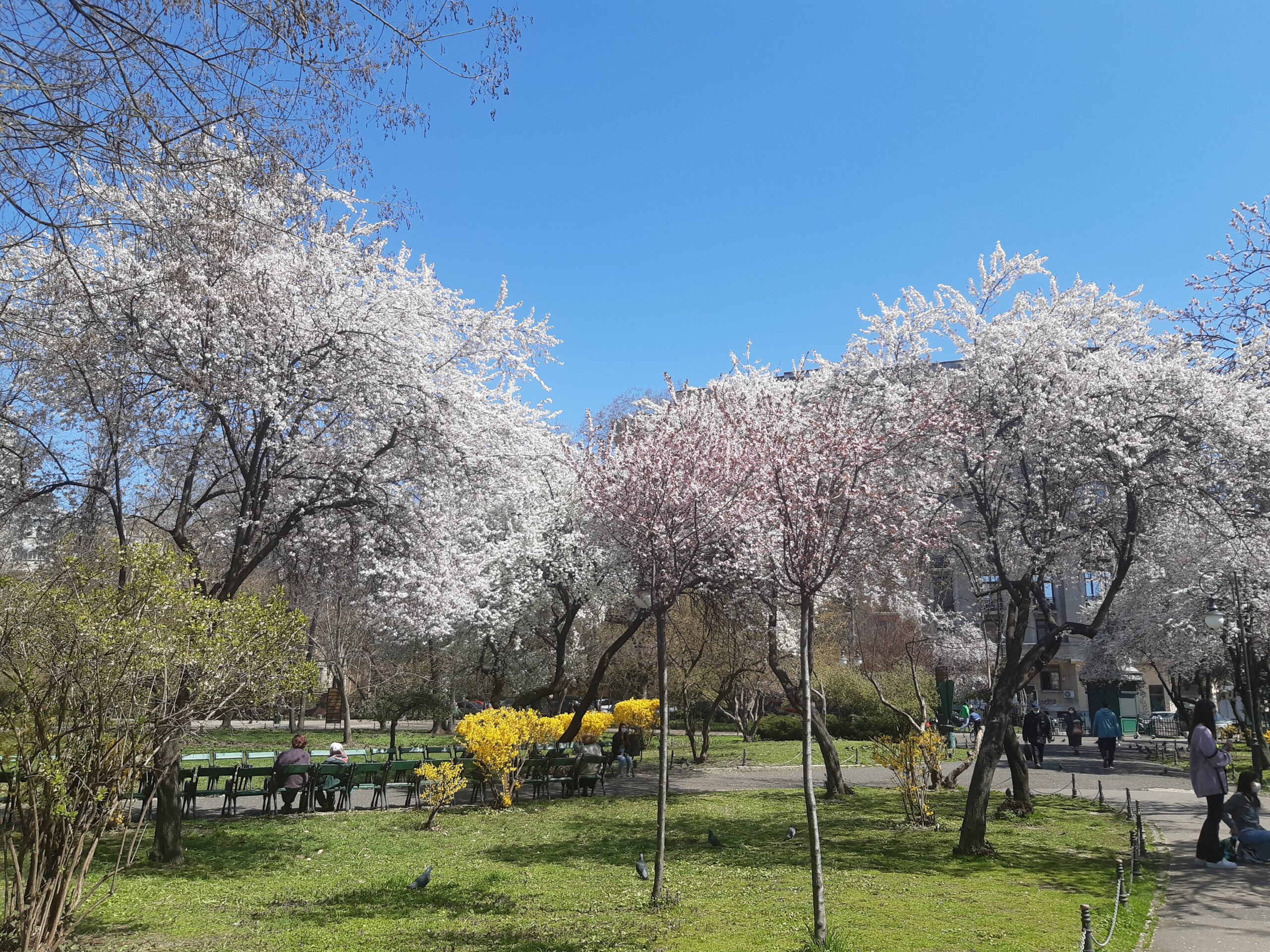 atracții turistice București Parcul Cișmigiu